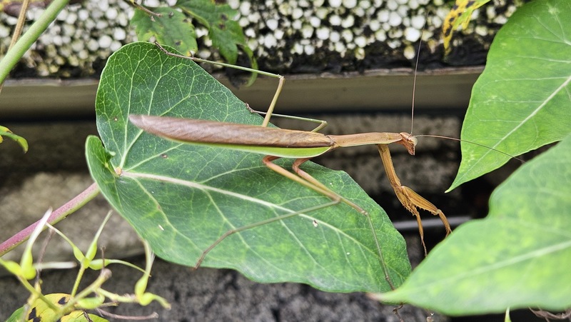 20250914 082322 왕사마귀 Tenodera sinensis.jpg