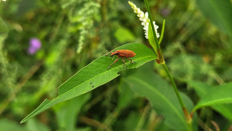 20250914 082753 길쭉바구미 Lixus impressiventris.jpg