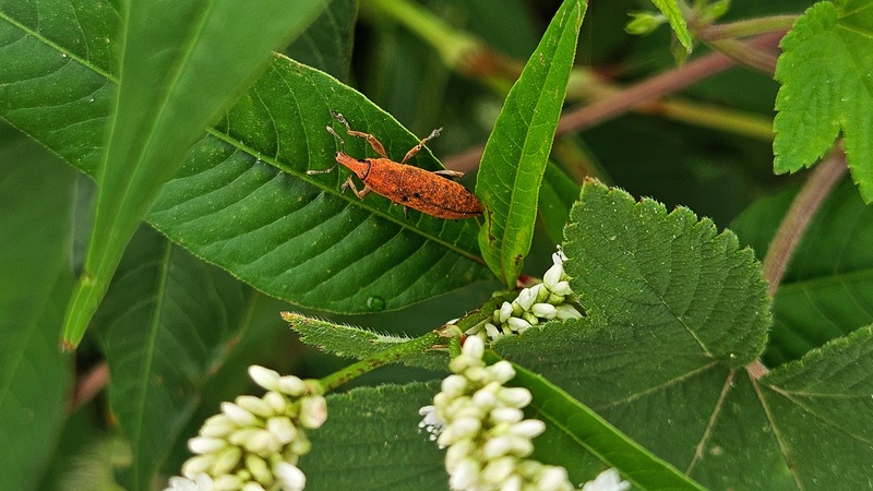 20250914 083049 길쭉바구미 Lixus impressiventris.jpg