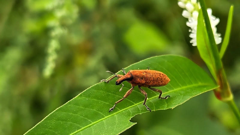 20250914 082753 길쭉바구미 Lixus impressiventris (cropped).jpg