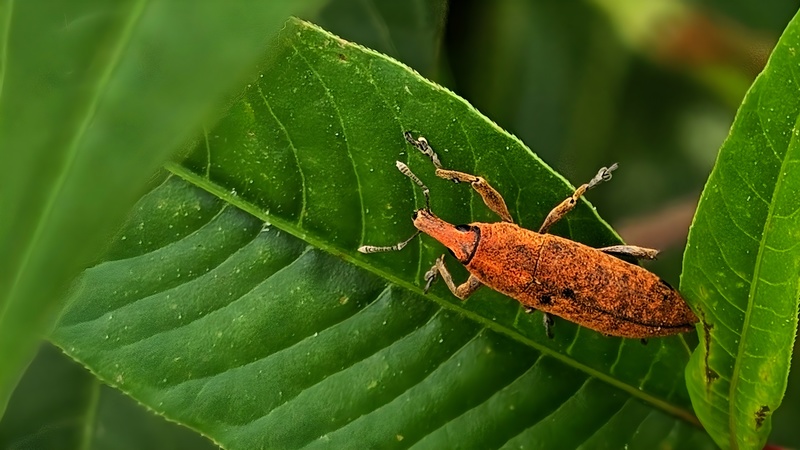 20250914 083049 길쭉바구미 Lixus impressiventris (cropped).jpg