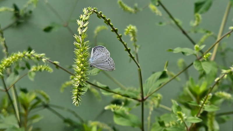 20250915 115739 푸른부전나비 Celastrina argiolus.jpg