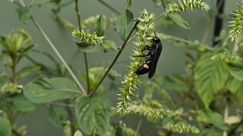20250915 115948 황띠배벌 Scolia oculata.jpg
