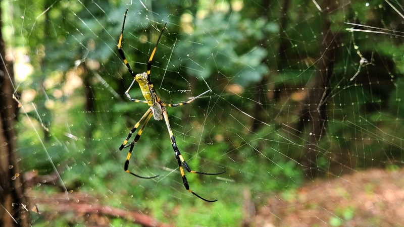 20250916 102510 무당거미 Nephila clavata.jpg