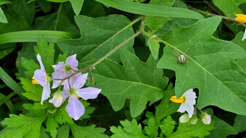 20250919 064938 각시어리왕거미 (Neoscona adianta).jpg