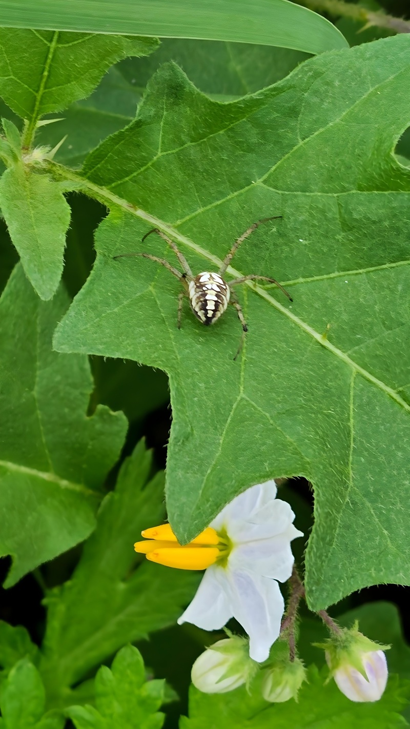 20250919 064938 각시어리왕거미 (Neoscona adianta)-cropped.jpg