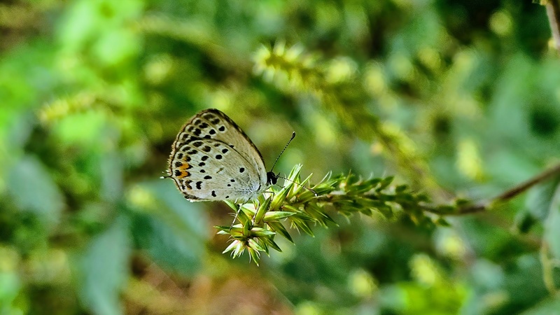 20250919 122002 먹부전나비 Tongeia fischeri.jpg