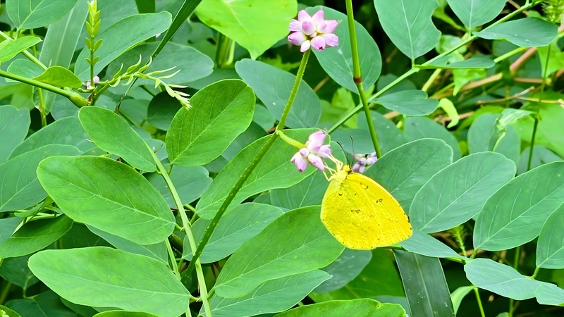 20250919 122111 남방노랑나비 Eurema hecabe (부분확대).jpg