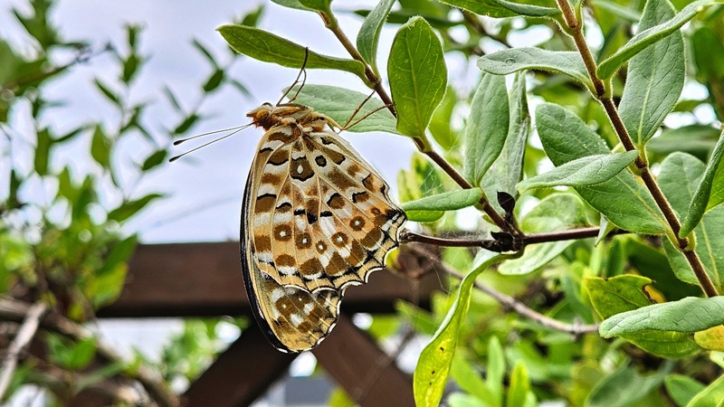 20250919 145151 암끝검은표범나비 Argyreus hyperbius.jpg