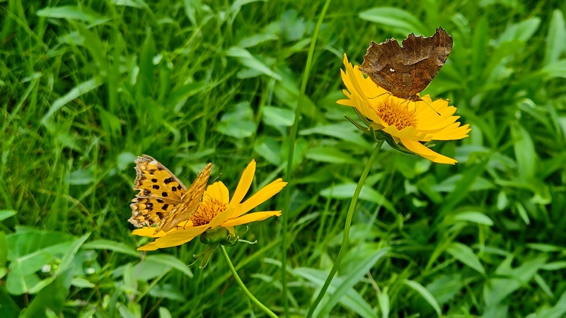 20250920 155446 네발나비 Polygonia c-aureum.jpg