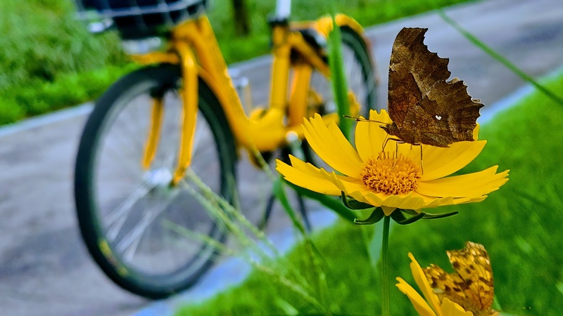 20250920 155552 네발나비 Polygonia c-aureum.jpg