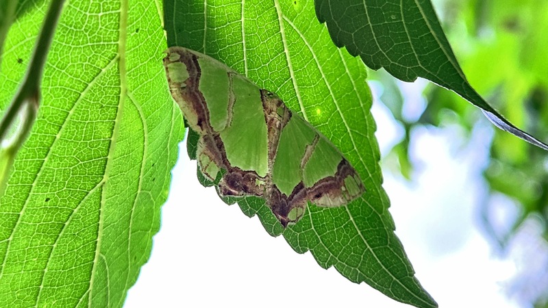 20250920 172002 검띠푸른자나방 Agathia carissima.jpg