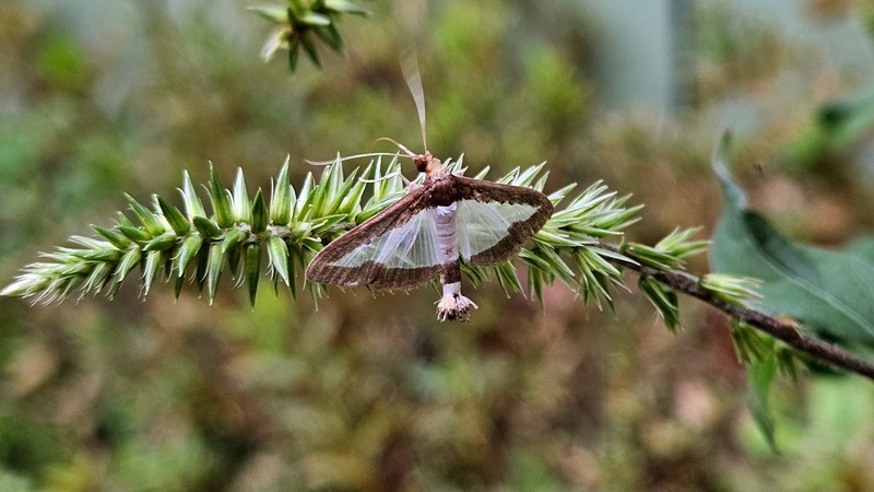 20250920 174018 목화바둑명나방 Diaphania indica.jpg
