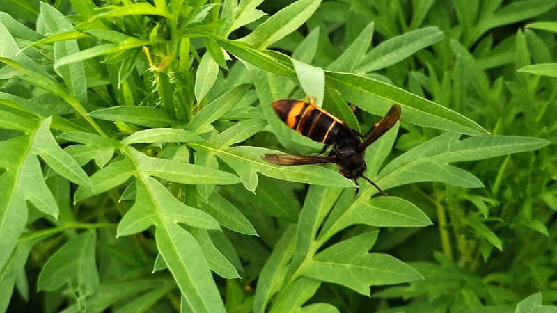 20250920 181236 등검은말벌 Vespa velutina.jpg