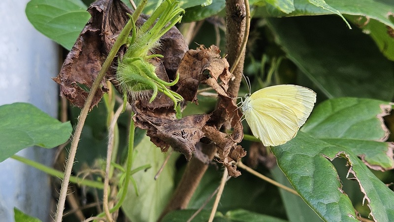 20250921 145054 남방노랑나비 Eurema hecabe.jpg