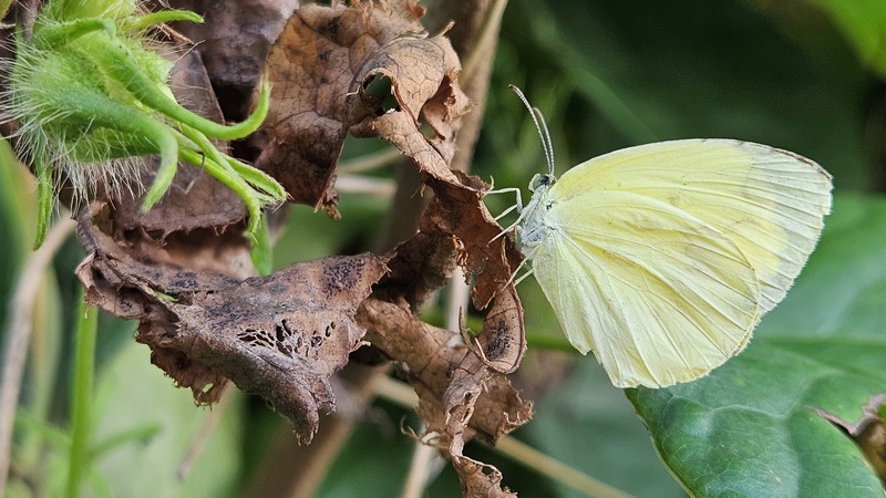 20250921 145101 남방노랑나비 Eurema hecabe.jpg