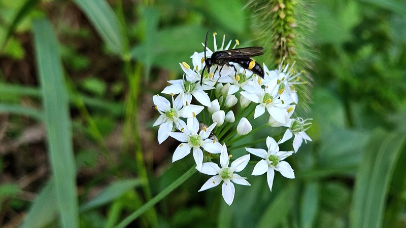 20250921 145229 황띠배벌 Scolia hirta.jpg