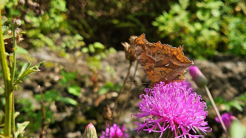 20250921 150145 네발나비 Polygonia c-aureum.jpg