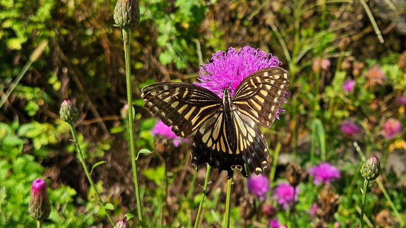 20250921 150312 호랑나비 Papilio xuthus.jpg
