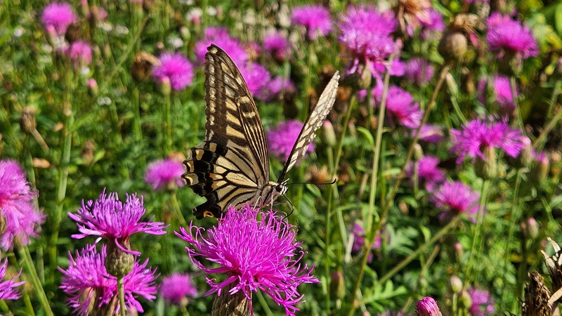 20250921 150740 호랑나비 Papilio xuthus.jpg