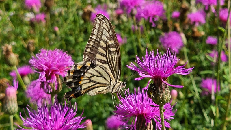 20250921 150757 호랑나비 Papilio xuthus.jpg