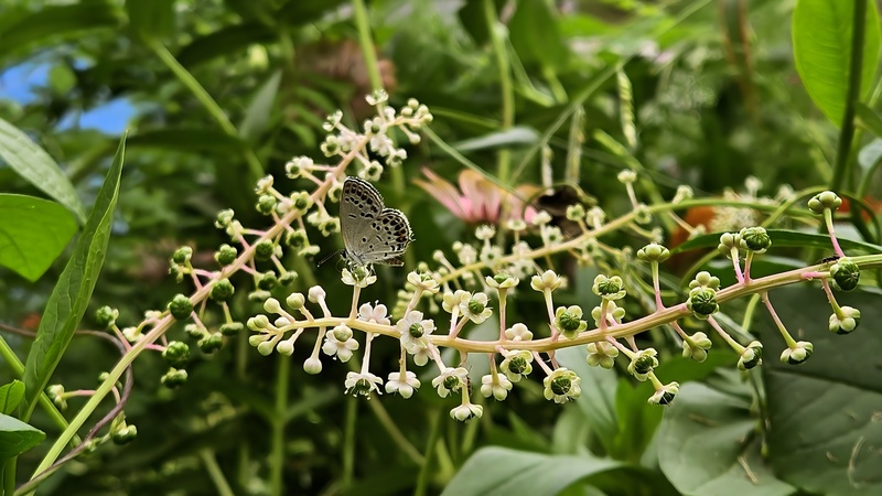 20250812 150542 먹부전나비 Tongeia fischeri.jpg
