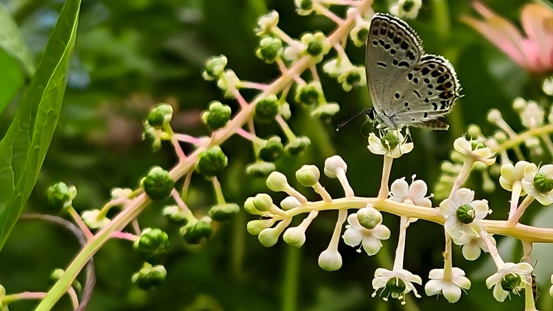 20250812 150542 먹부전나비 Tongeia fischeri (부분확대).jpg