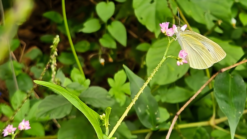 20250922 104444 배추흰나비 Pieris rapae (부분사진).jpg
