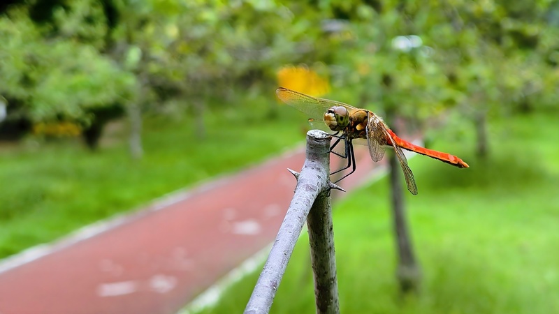 20250922 152931 고추좀잠자리 Sympetrum frequens.jpg