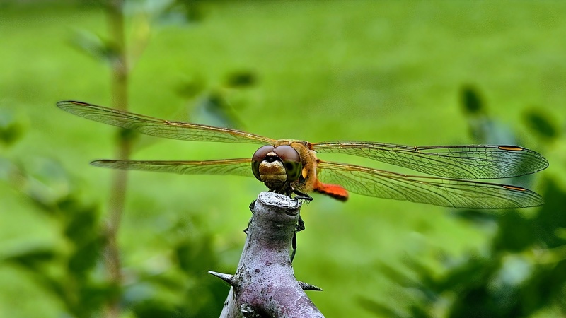 20250922 152953 고추좀잠자리 Sympetrum frequens.jpg