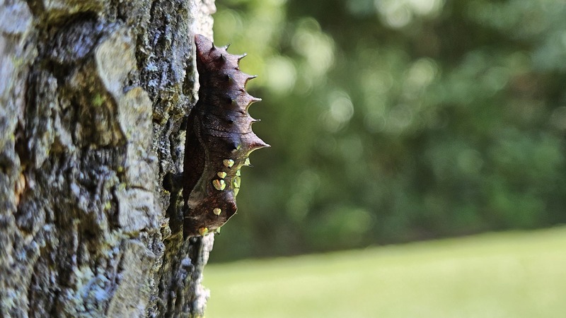 20250923 115943 암끝검은표범나비(Argyreus hyperbius) 번데기.jpg
