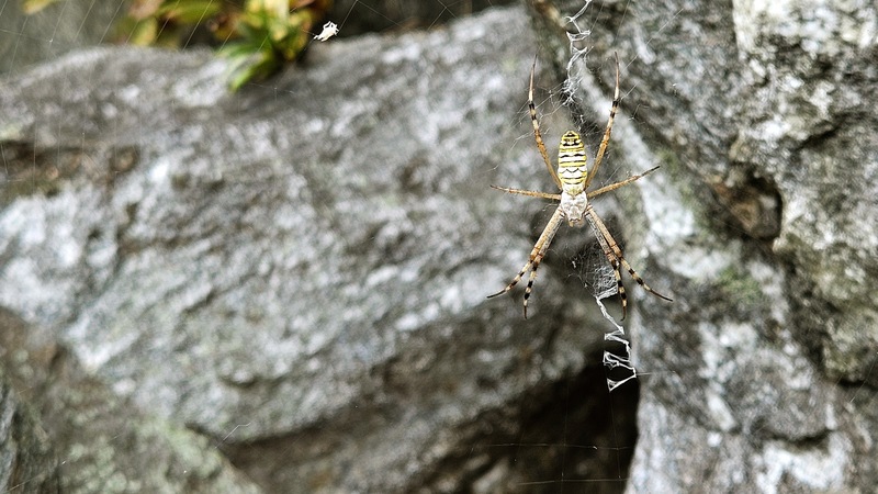 20250922 155840 긴호랑거미 Argiope bruennichi.jpg