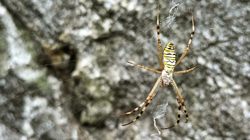 20250922 155822 Argiope bruennichi.jpg
