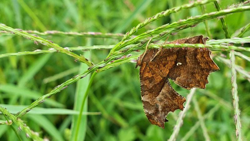 20250923 071603 네발나비 Polygonia c-aureum.jpg