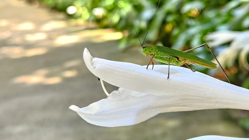 20250923 103531 검은다리실베짱이 Phaneroptera nigroantennata.jpg