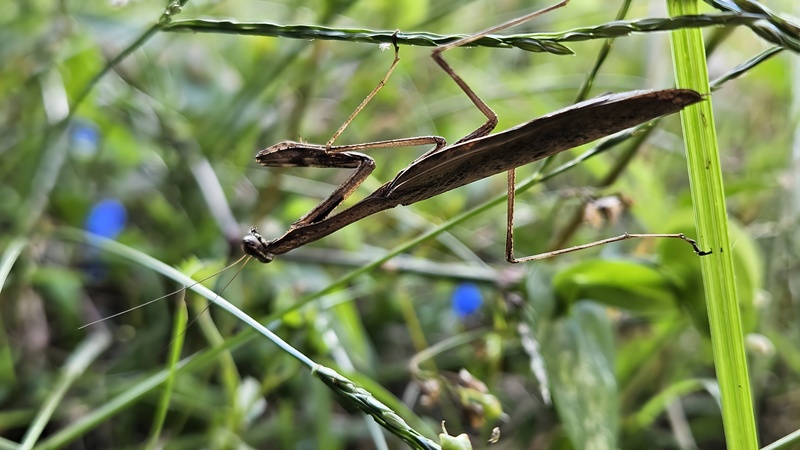 20250923 120259 좀사마귀 Statilia maculata.jpg