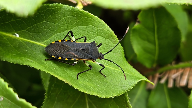 20250924 101206 노랑배허리노린재 Plinachtus bicoloripes.jpg