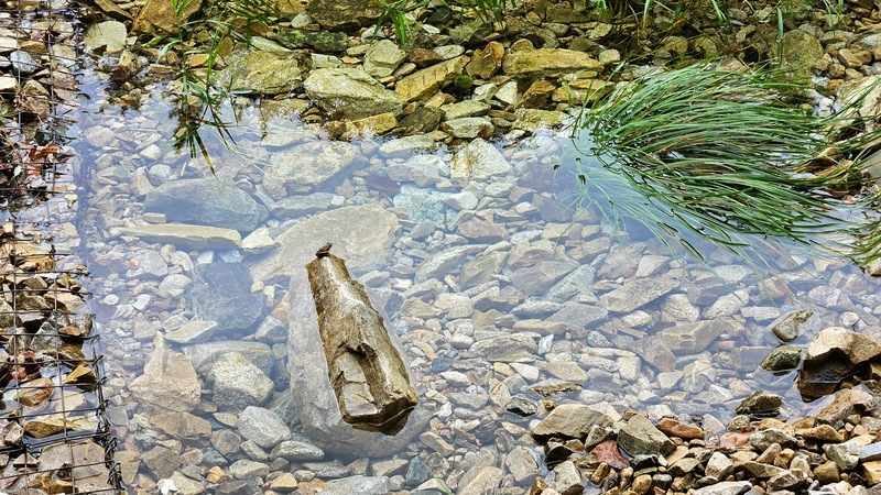 20250924 105144 참개구리 Pelophylax nigromaculatus.jpg