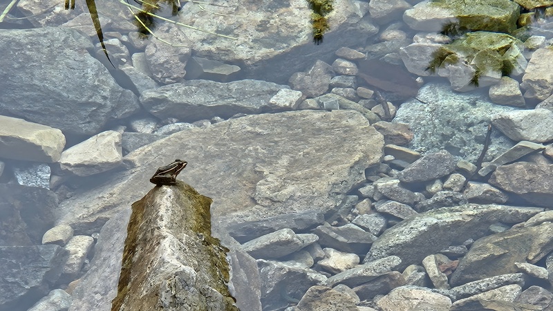 20250924 105223 참개구리 Pelophylax nigromaculatus.jpg