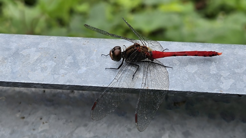 20250924 123601 고추좀잠자리 Sympetrum frequens.jpg