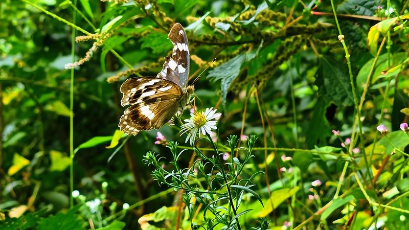 20250924 124243 암검은표범나비 Argynnis sagana (부분자름).jpg