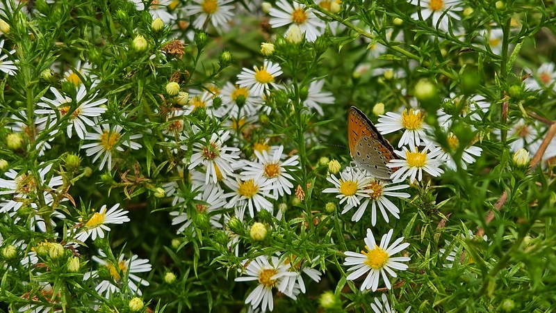 20250924 130114 큰주홍부전나비 Lycaena dispar.jpg