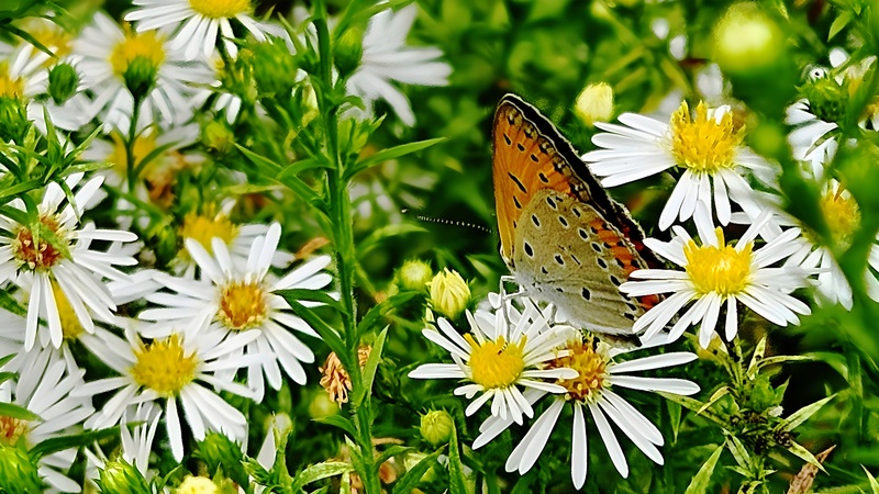 20250924 130114 cropped 큰주홍부전나비 Lycaena dispar.jpg