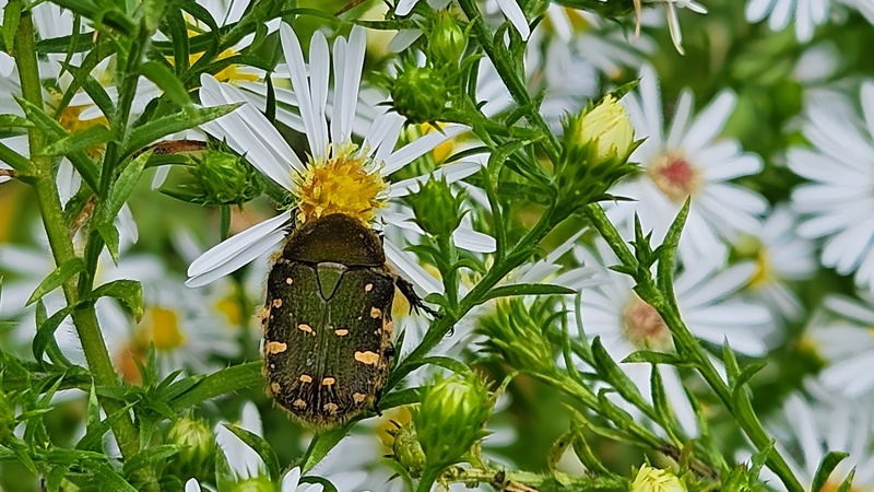 20250924 130134 cropped 풀색꽃무지 Gametis jucunda.jpg