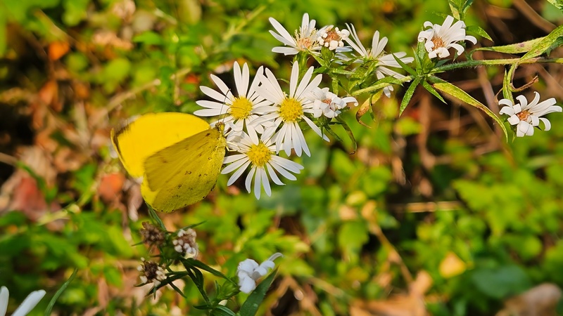 20241030 155916 남방노랑나비 (Eurema hecabe).jpg
