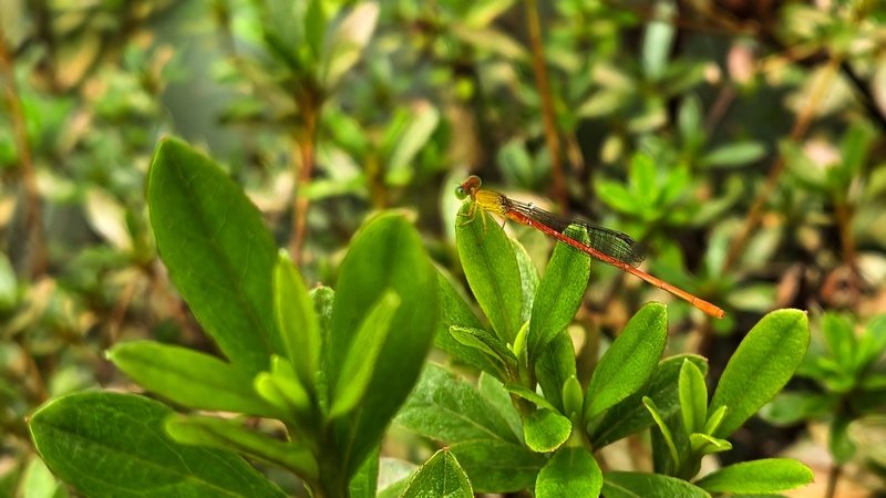 20250925 115642 연분홍실잠자리 Ceriagrion nipponicum.jpg