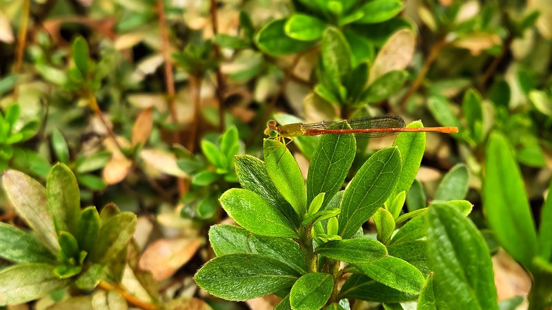 20250925 115715 연분홍실잠자리 Ceriagrion nipponicum.jpg