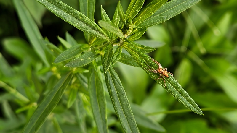20250926 120057 아기스라소니거미 Oxyopes licenti.jpg