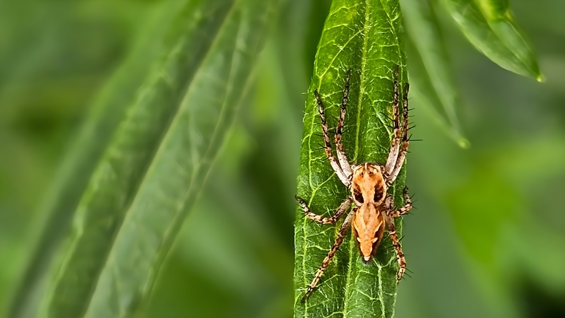20250926 120230 cropped 아기스라소니거미 Oxyopes licenti.jpg