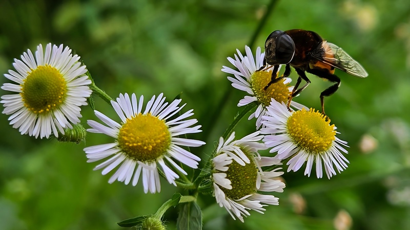 20250926 120650 왕꽃등에 (Phytomia zonata).jpg